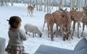 Дом 2-местный 1-комнатный (Опушка)