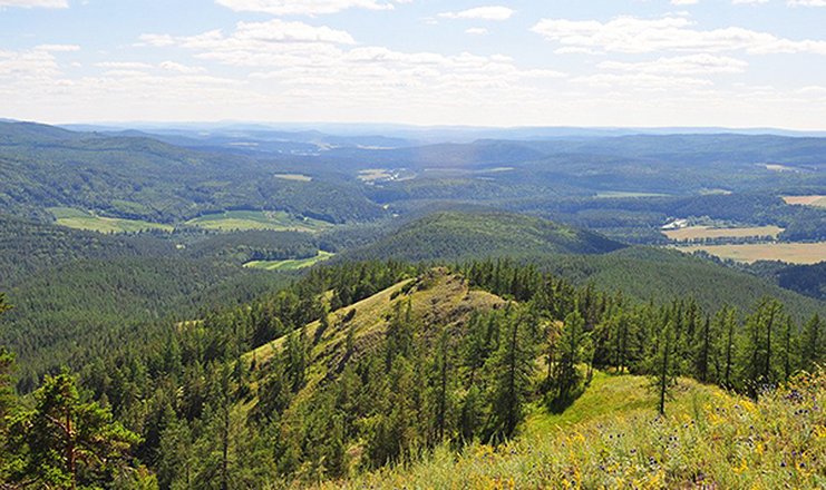 Флокс седой урал фото