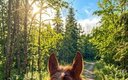 Общий вид