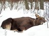 у костромушки блины с творогом. Смотреть фото у костромушки блины с творогом. Смотреть картинку у костромушки блины с творогом. Картинка про у костромушки блины с творогом. Фото у костромушки блины с творогом