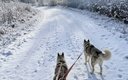 Дом 2-местный 1-комнатный (Гарри Потер)