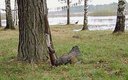 Охота