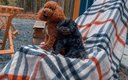 Общий вид