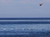 экскурсия море маяк тюлень остров топ. Смотреть фото экскурсия море маяк тюлень остров топ. Смотреть картинку экскурсия море маяк тюлень остров топ. Картинка про экскурсия море маяк тюлень остров топ. Фото экскурсия море маяк тюлень остров топ