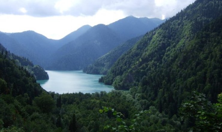 Самшит в абхазии фото