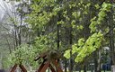 качели