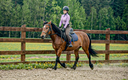 Обучение верховой езде