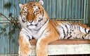 Зоопарк. Тигр
