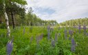 A-Frame 4-местный №15 (c камином, без купели)