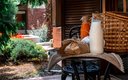 Коттедж Апартаменты 5-местный