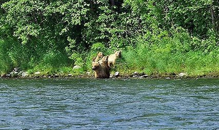 Наковальни улетают в зеленые края и полярные медведи прячутся в шкафу