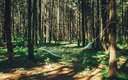лесная тропа, гамак