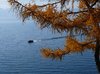 байкал на пять дней. Смотреть фото байкал на пять дней. Смотреть картинку байкал на пять дней. Картинка про байкал на пять дней. Фото байкал на пять дней