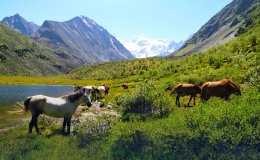 Алтайский край