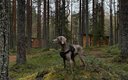 Общий вид