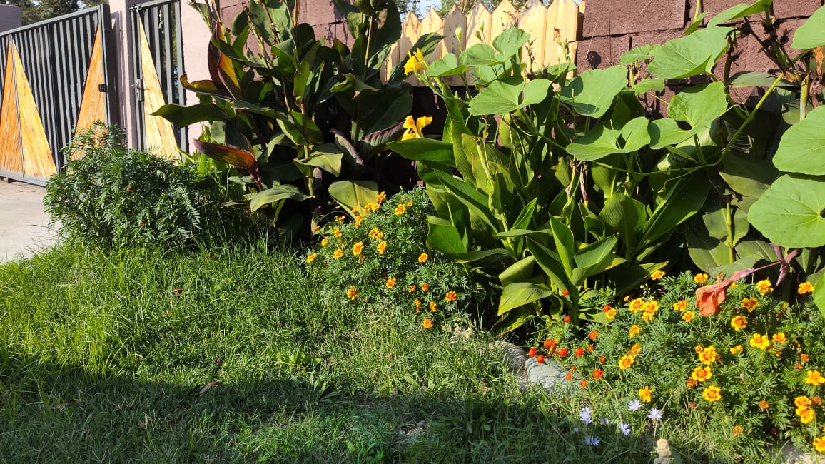 Асса (Пицунда)