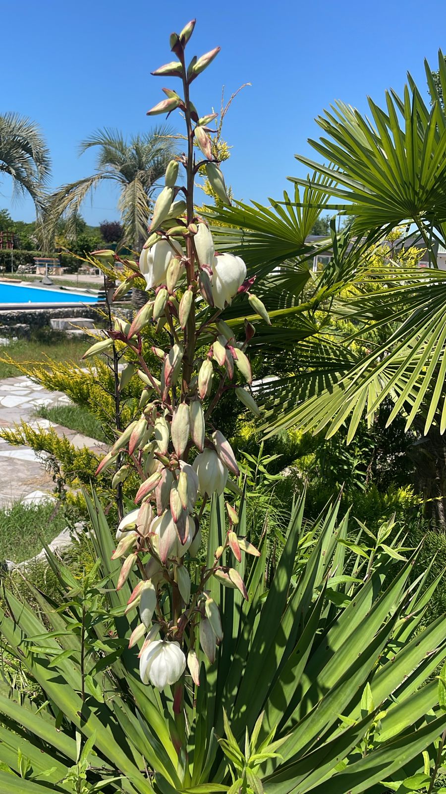 Звандрипш Эко Village