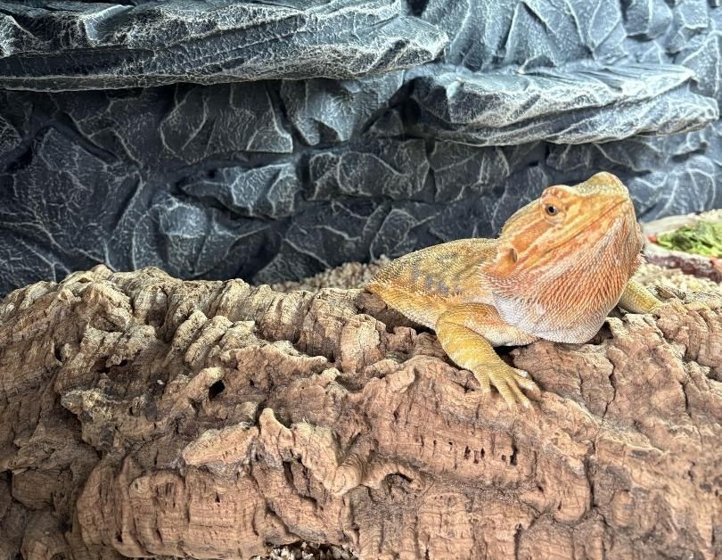 Игуана