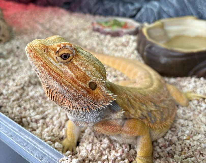 Игуана