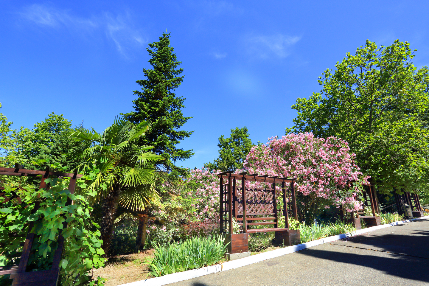 Олеандр и скамейки у корпуса