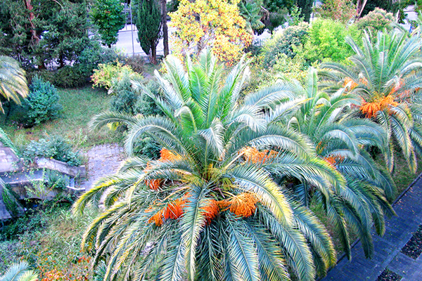 Sana (Сана),Гагра, санаторий