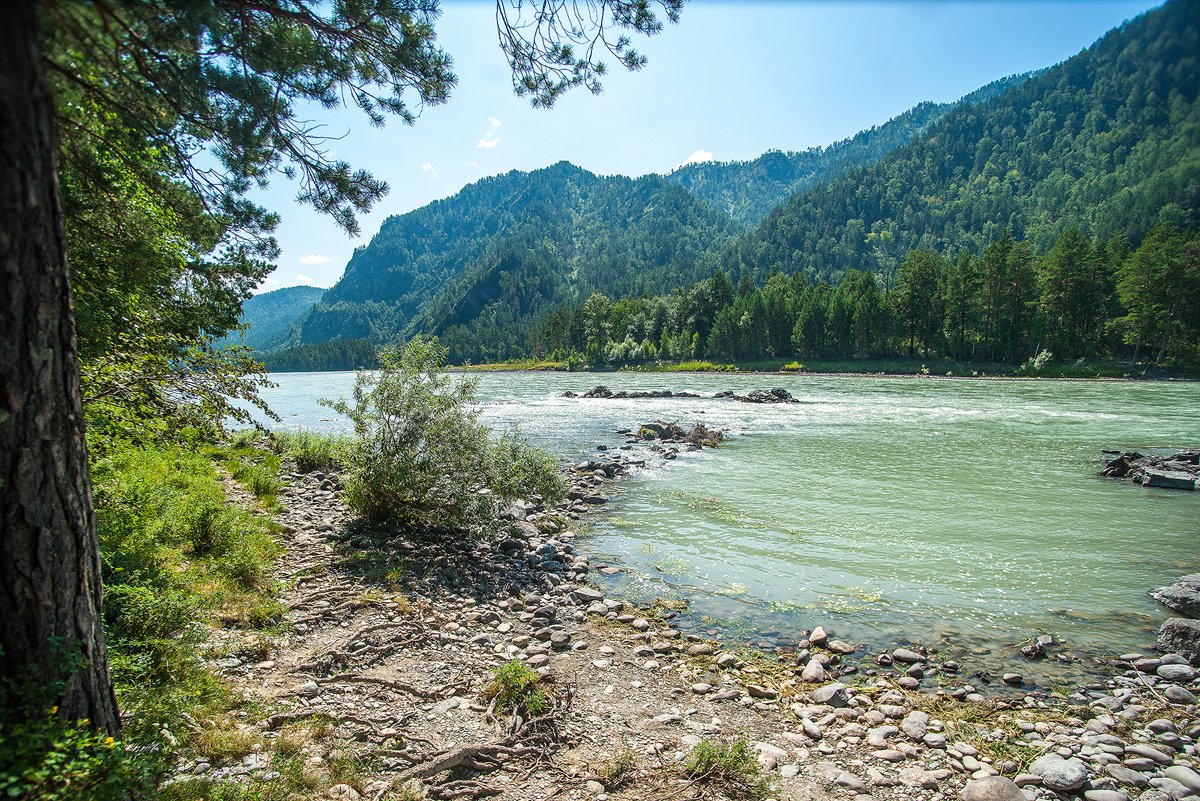 Узнезя горный алтай фото