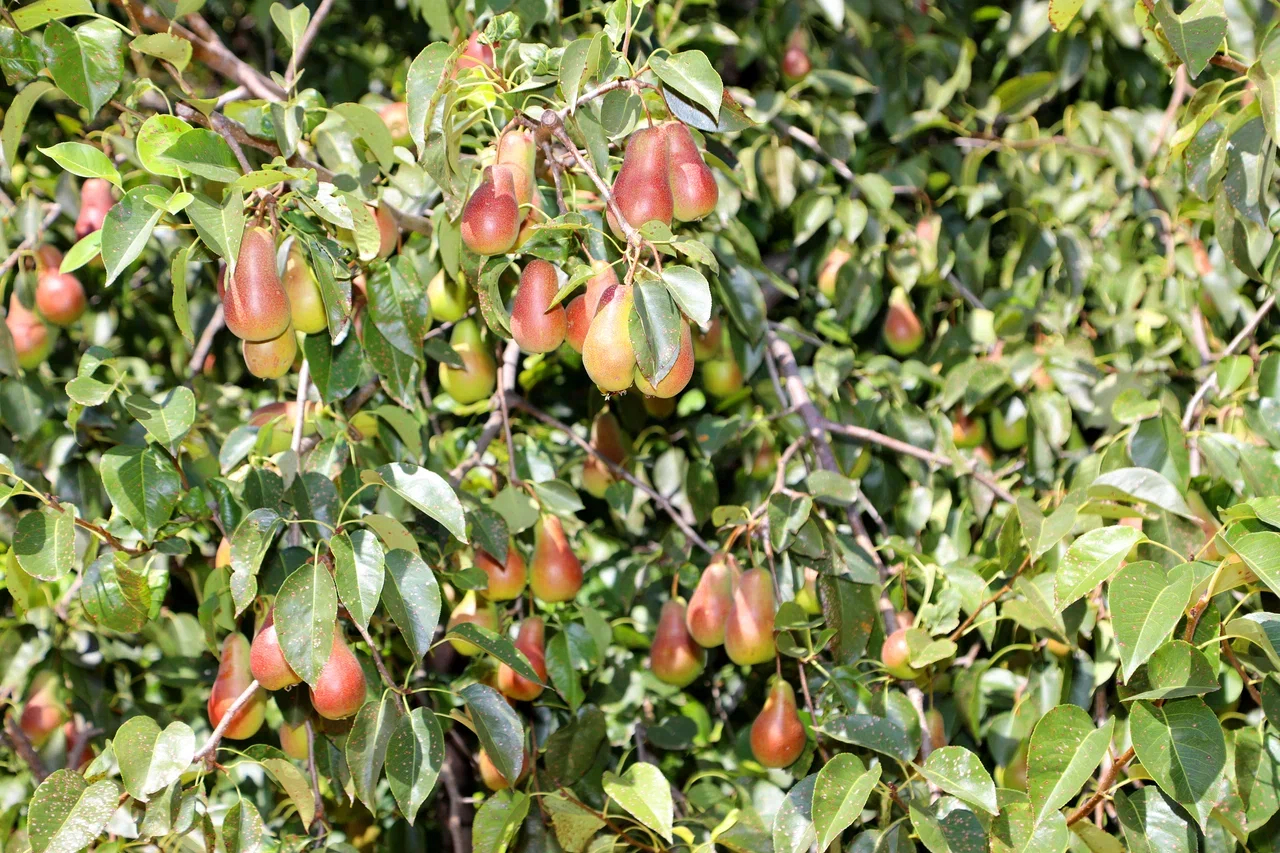 Территория