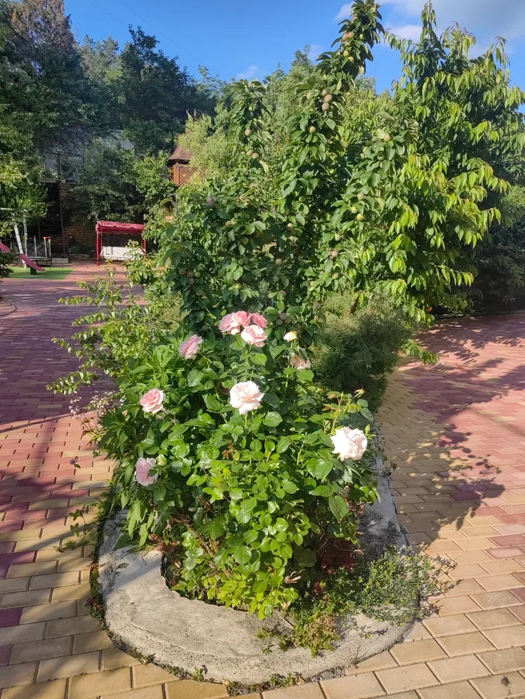 Территория