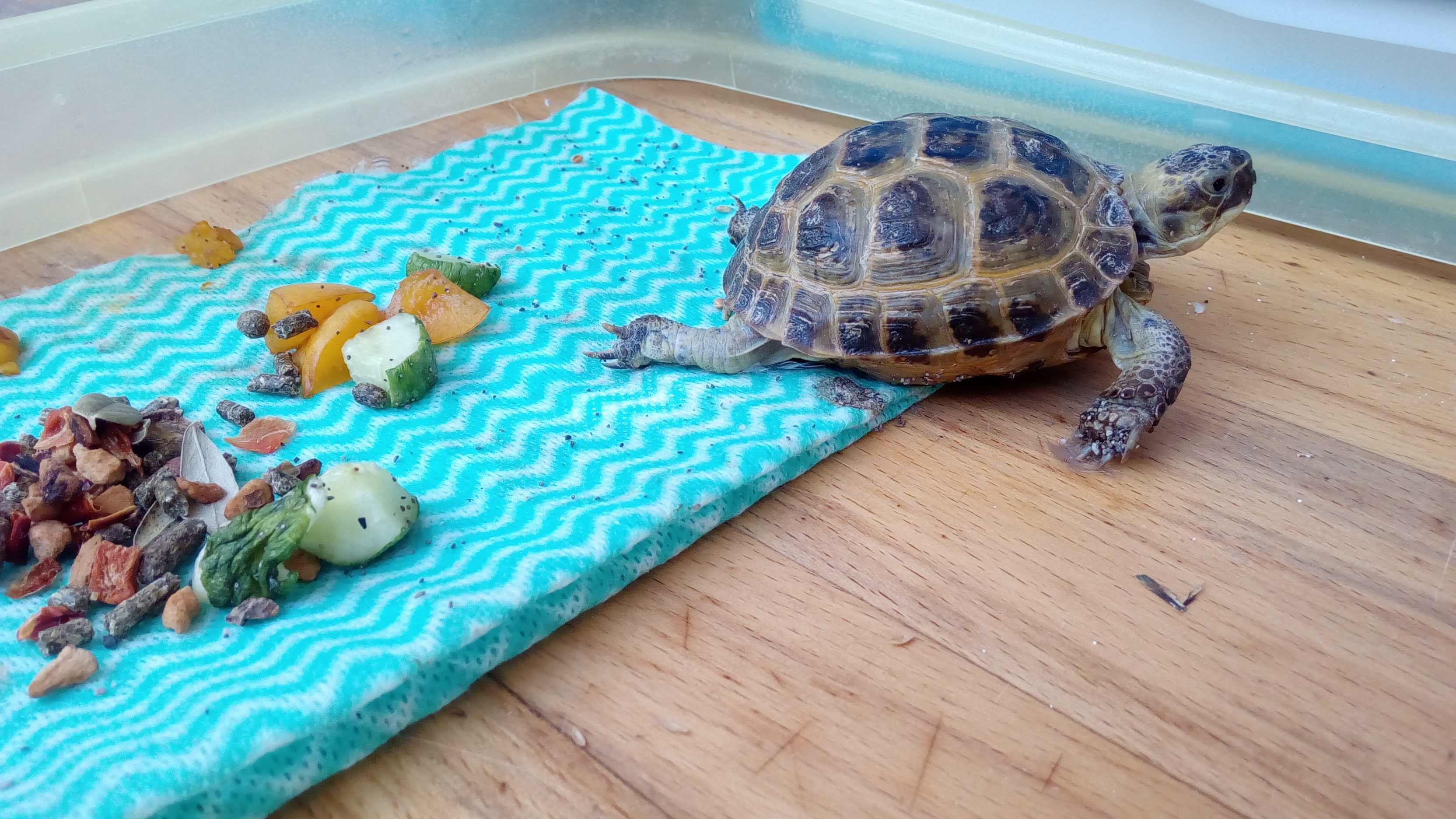 Домашний зоопарк