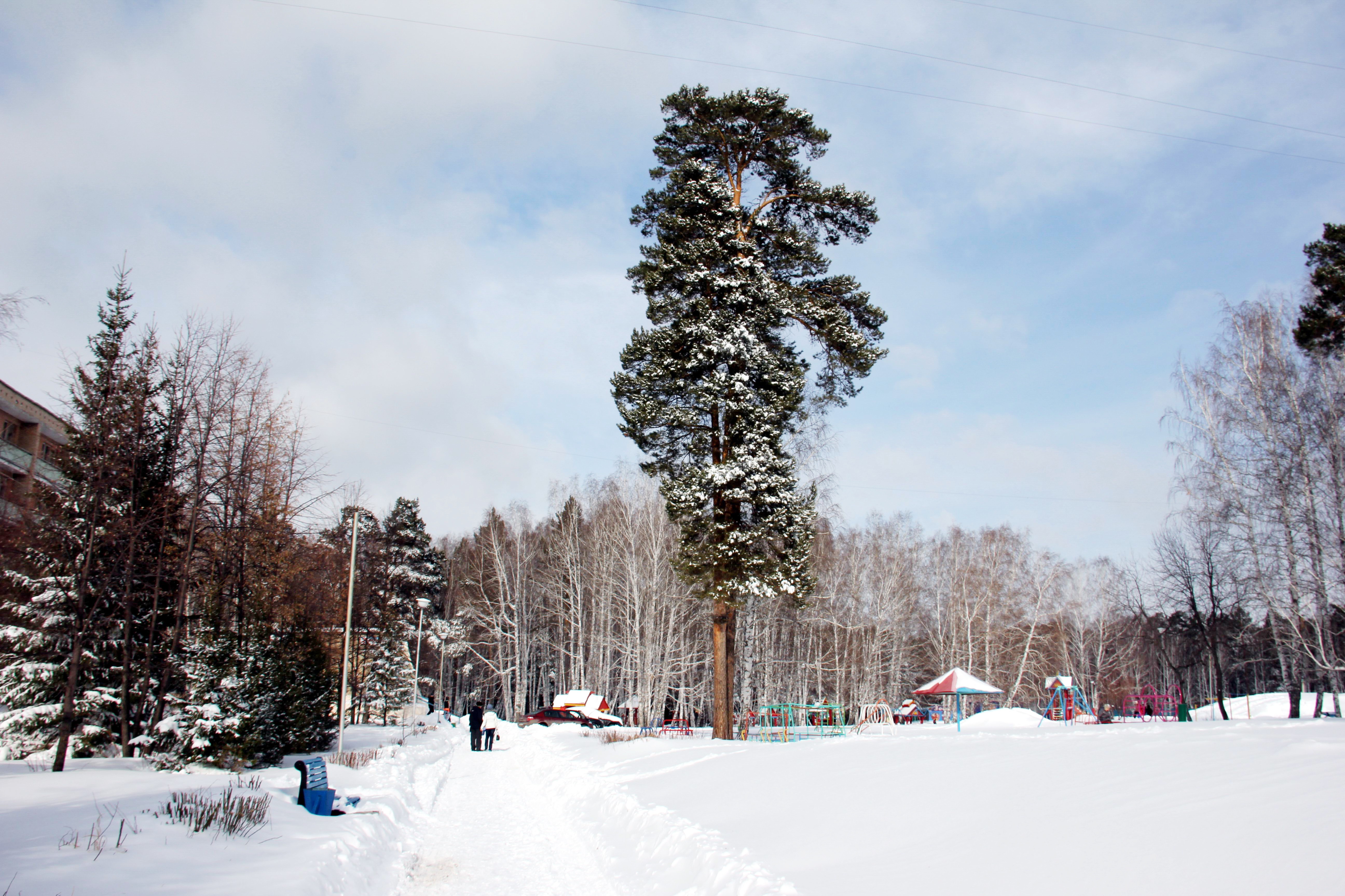Карагайский бор