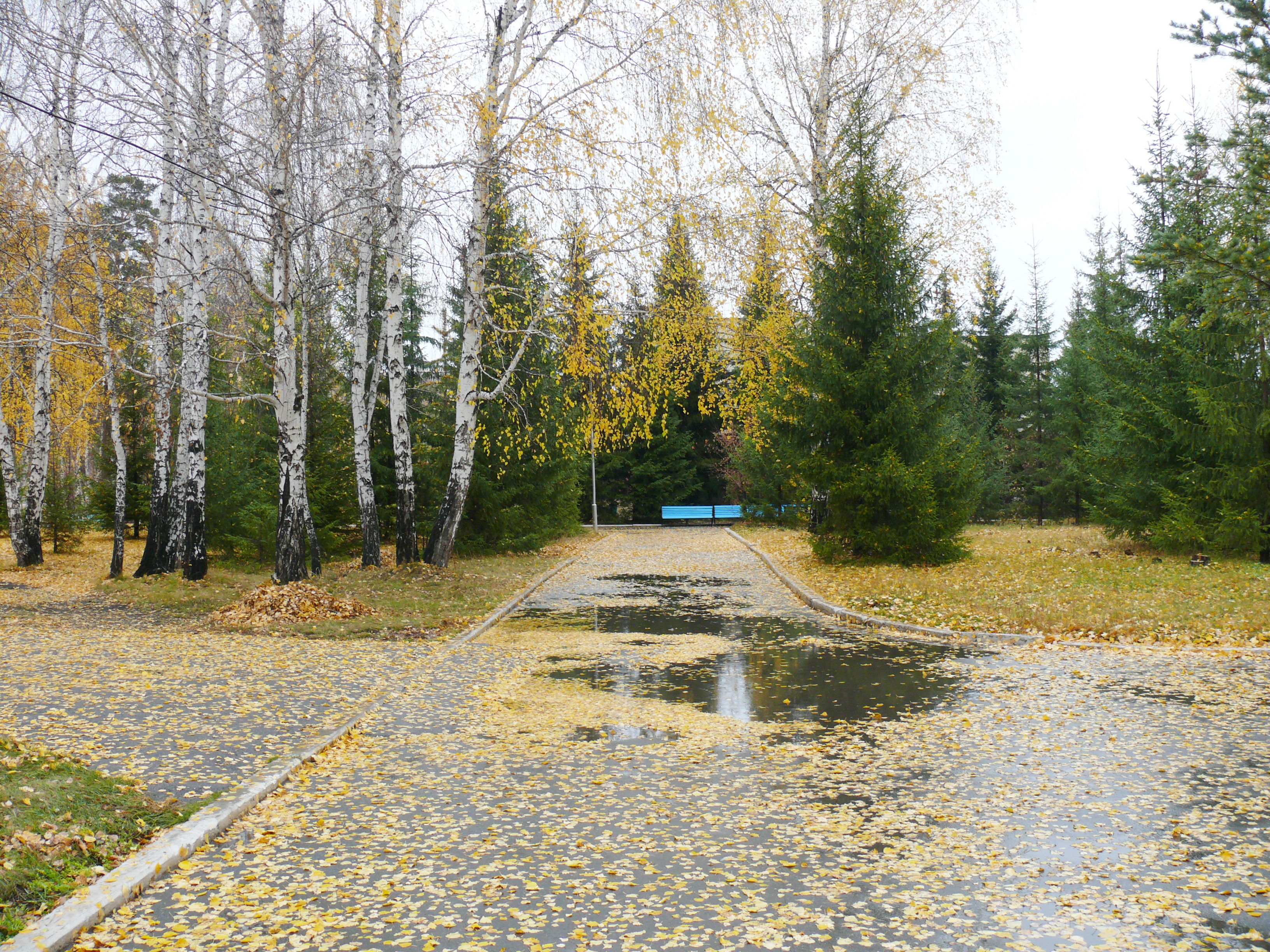 Карагайский бор