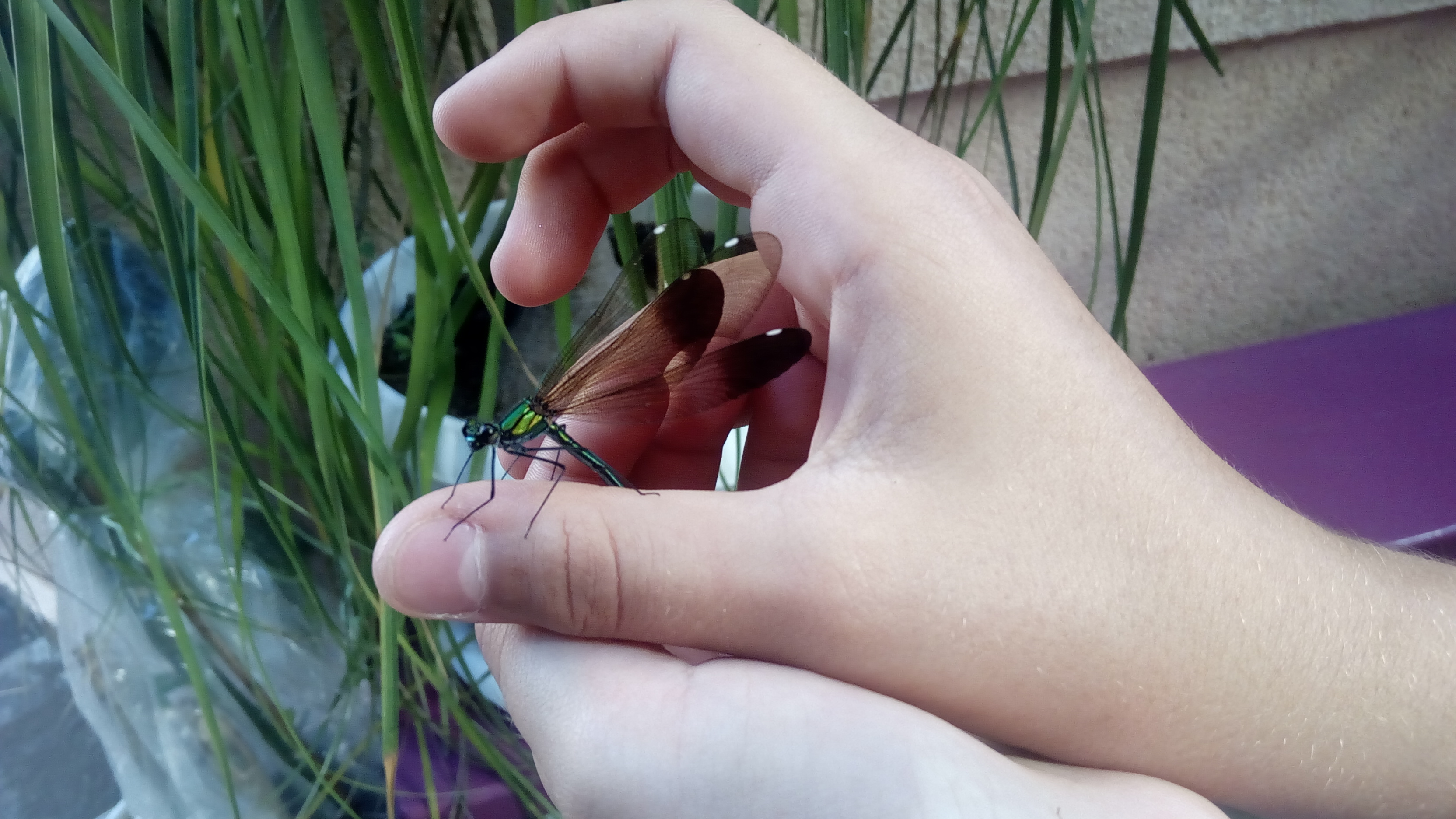 Домашний зоопарк