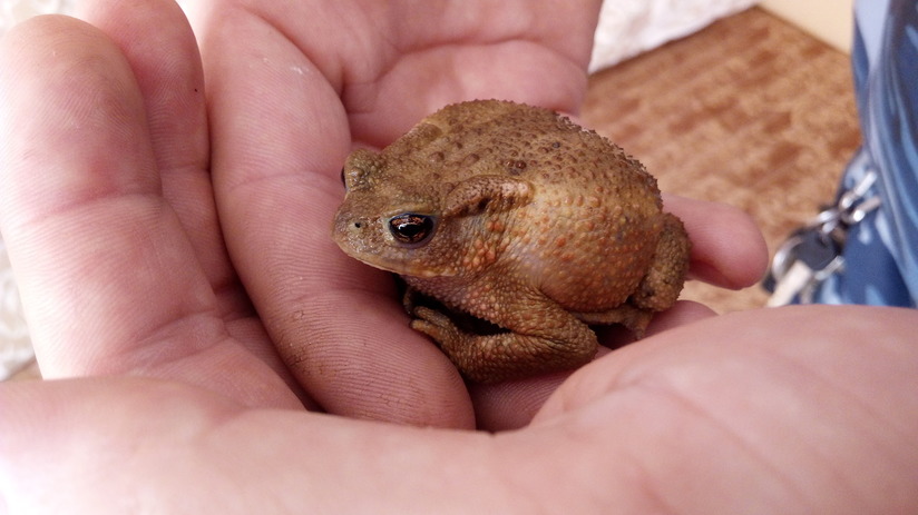 Домашний зоопарк