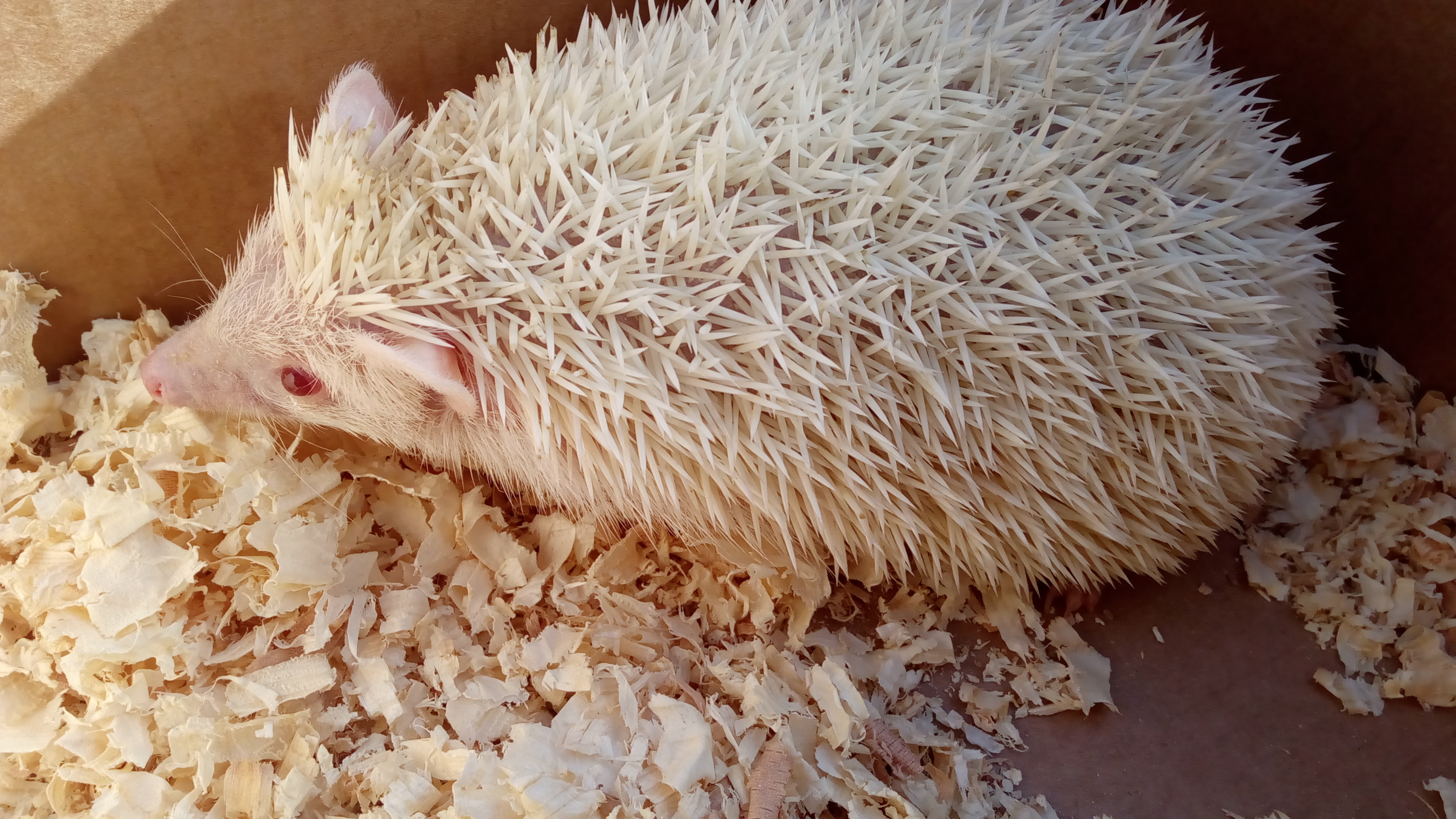 Домашний зоопарк