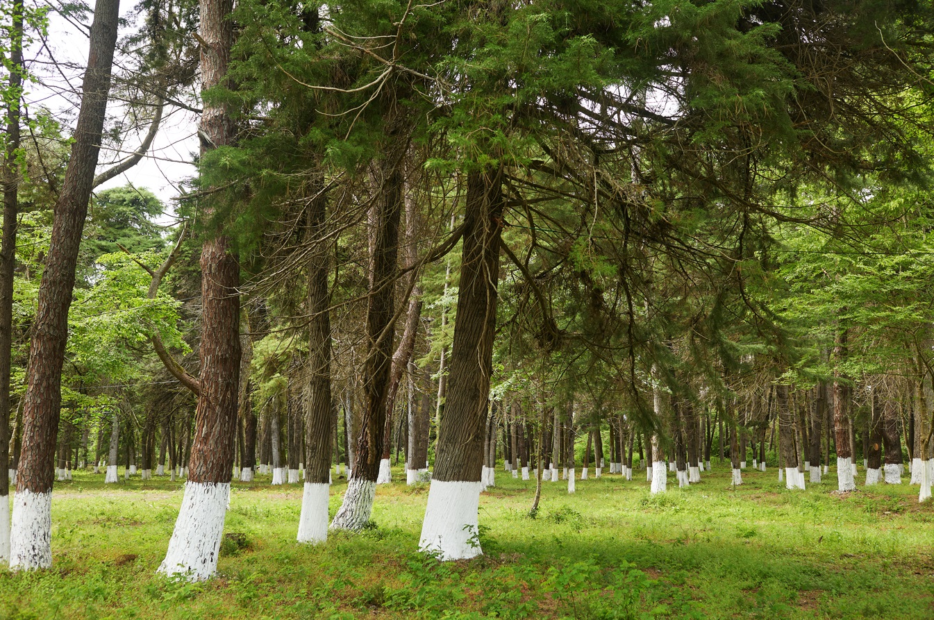 HOUSE OF THE SEA Glamping