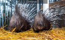61. Зоопарк отеля. Дикобразы-min