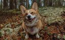 Общий вид