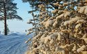 Елки снег горизонт